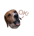 DoDo the Beagle！（個別スタンプ：1）