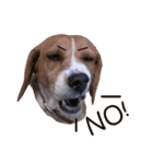 DoDo the Beagle！（個別スタンプ：2）