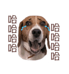 DoDo the Beagle！（個別スタンプ：3）