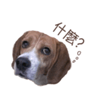 DoDo the Beagle！（個別スタンプ：4）