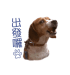DoDo the Beagle！（個別スタンプ：5）