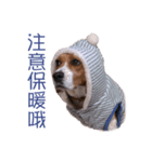 DoDo the Beagle！（個別スタンプ：6）