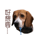 DoDo the Beagle！（個別スタンプ：7）