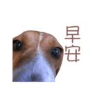 DoDo the Beagle！（個別スタンプ：8）