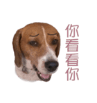 DoDo the Beagle！（個別スタンプ：9）