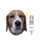 DoDo the Beagle！（個別スタンプ：10）