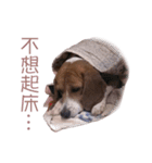 DoDo the Beagle！（個別スタンプ：11）