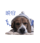 DoDo the Beagle！（個別スタンプ：12）