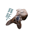 DoDo the Beagle！（個別スタンプ：13）