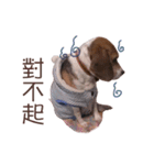 DoDo the Beagle！（個別スタンプ：14）