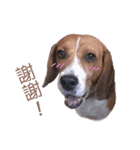 DoDo the Beagle！（個別スタンプ：15）