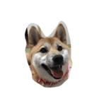 柴犬アンジェリカ（個別スタンプ：1）
