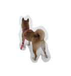 柴犬アンジェリカ（個別スタンプ：2）