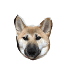 柴犬アンジェリカ（個別スタンプ：3）