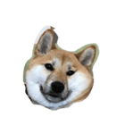 柴犬アンジェリカ（個別スタンプ：4）