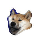 柴犬アンジェリカ（個別スタンプ：5）