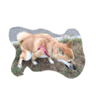 柴犬アンジェリカ（個別スタンプ：6）