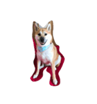 柴犬アンジェリカ（個別スタンプ：7）