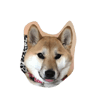 柴犬アンジェリカ（個別スタンプ：8）