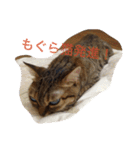 ずんマニア3（個別スタンプ：5）