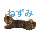 ずんマニア3（個別スタンプ：15）