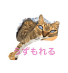 ずんマニア3（個別スタンプ：21）