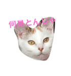 我が家のアイドルたま（個別スタンプ：1）