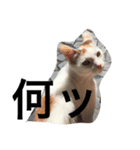 我が家のアイドルたま（個別スタンプ：6）