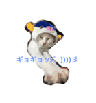 我が家のアイドルたま（個別スタンプ：8）