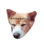 コロンの日常。（個別スタンプ：2）
