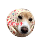 コロンの日常。（個別スタンプ：3）