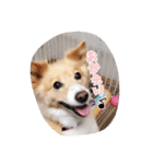 コロンの日常。（個別スタンプ：4）