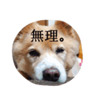 コロンの日常。（個別スタンプ：9）