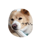 コロンの日常。（個別スタンプ：10）
