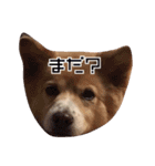 コロンの日常。（個別スタンプ：13）