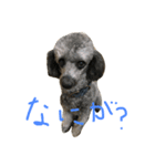 やまりょー家の犬たち。（個別スタンプ：1）