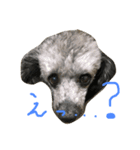やまりょー家の犬たち。（個別スタンプ：2）