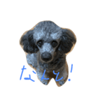 やまりょー家の犬たち。（個別スタンプ：3）
