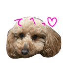 やまりょー家の犬たち。（個別スタンプ：4）