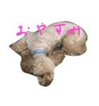 やまりょー家の犬たち。（個別スタンプ：5）