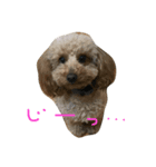 やまりょー家の犬たち。（個別スタンプ：6）