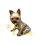 やまりょー家の犬たち。（個別スタンプ：8）