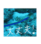 沖縄の海と生き物②（個別スタンプ：1）