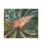 沖縄の海と生き物②（個別スタンプ：2）