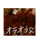 沖縄の海と生き物②（個別スタンプ：3）