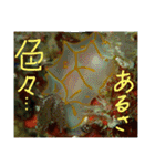 沖縄の海と生き物②（個別スタンプ：4）