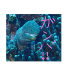 沖縄の海と生き物②（個別スタンプ：5）