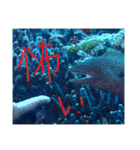 沖縄の海と生き物②（個別スタンプ：6）