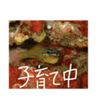 沖縄の海と生き物②（個別スタンプ：7）