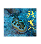 沖縄の海と生き物②（個別スタンプ：10）